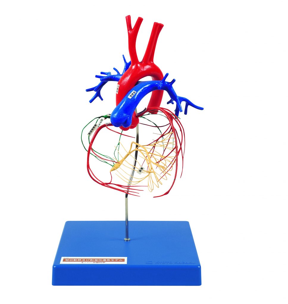 Coronary Artery and Conducting System of the Heart 3Dmed