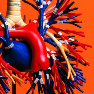 Bronchus and Pulmonary Vessels Model - Image 2