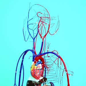 Full-figure Circulatory System Model - Image 4
