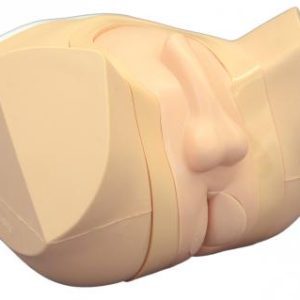Prostate & Rectal Simulator