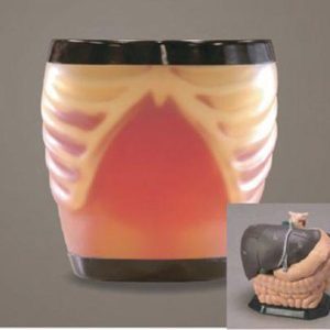 Ultrasound Examination Model "ABDFAN" Set