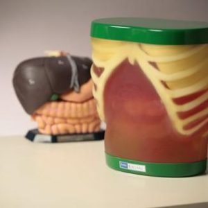 Ultrasound Examination Model "ECHOZY" set