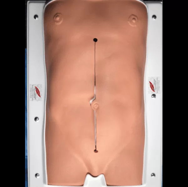 Abdomen Model